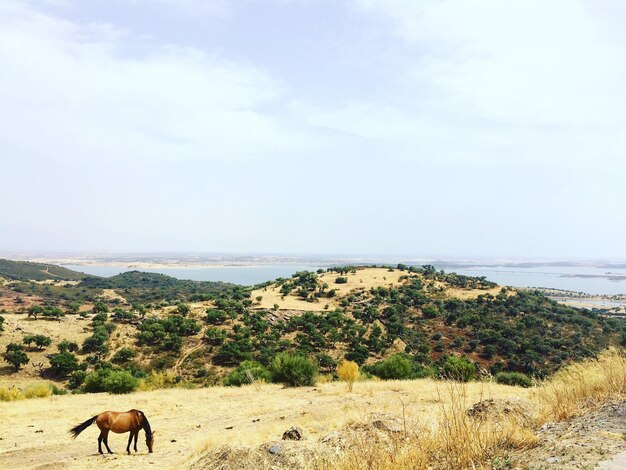 Photo chevaux sur le paysage par la mer contre le ciel