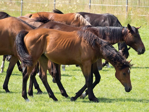 Chevaux et poulains en Allemagne