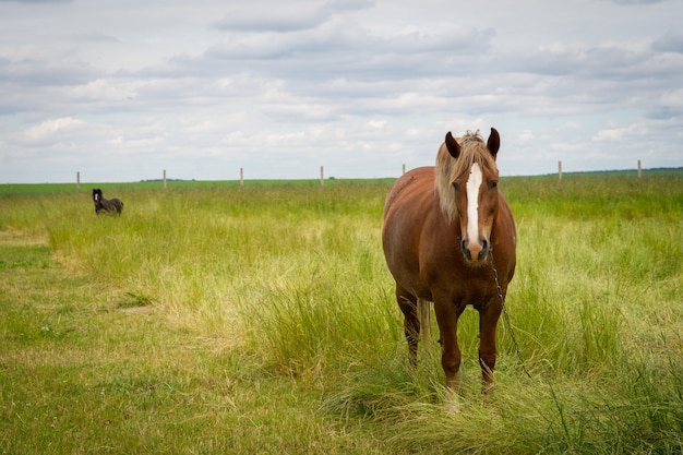 chevaux sur le pré de blé et de fleurs