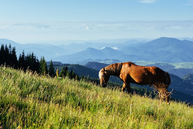 Chevaux sur le pré dans les montagnes