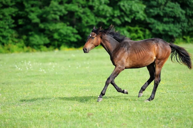 Chevaux sur un pré en journée d'été