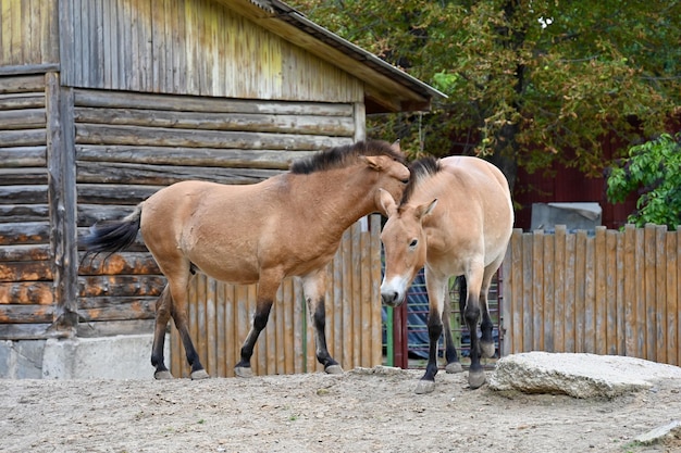 Les chevaux de Przewalski mangent de l'herbe à la ferme