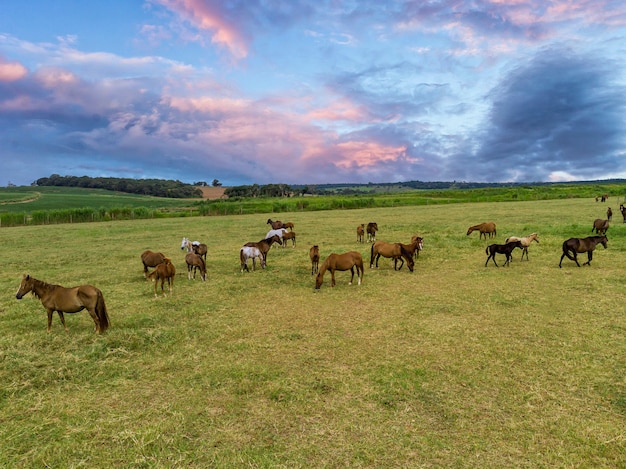 Chevaux pur-sang paissant au coucher du soleil dans un champ.