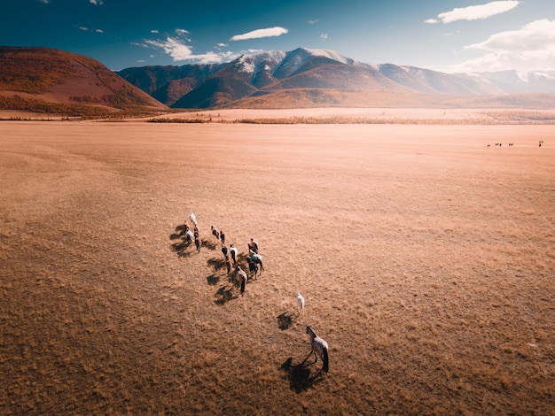 Chevaux qui courent sur le terrain dans les montagnes de l'Altaï Russie Paysage d'automne Vue aérienne de drone