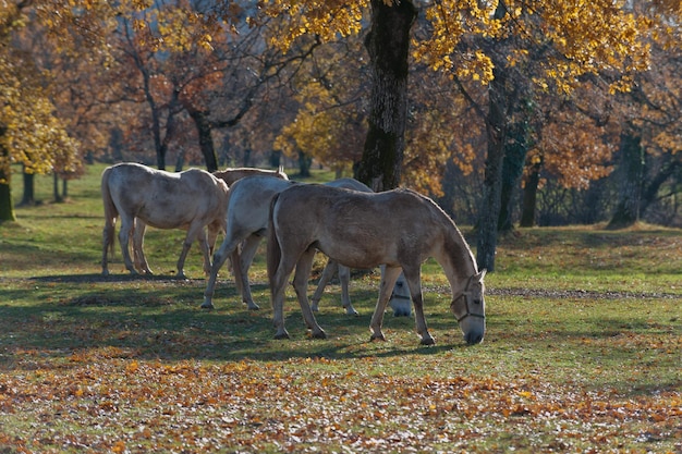 Photo chevaux qui paissent sur le champ contre les arbres en automne