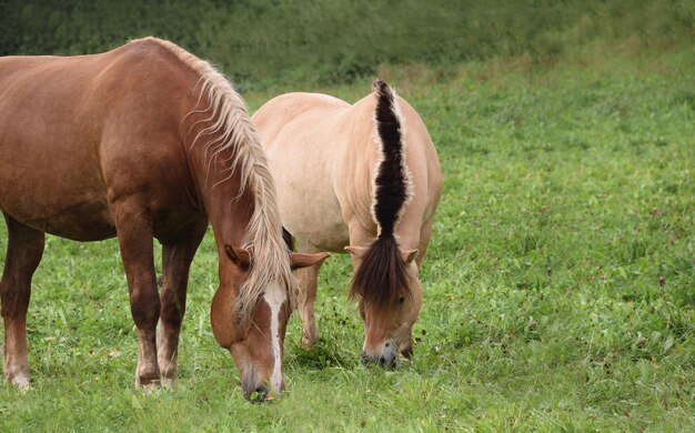 Des chevaux qui paissent dans un champ