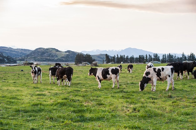 Photo des chevaux qui paissent dans un champ