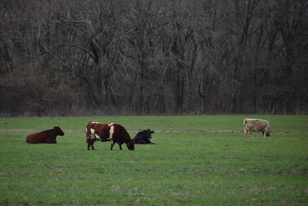 Photo des chevaux qui paissent dans un champ