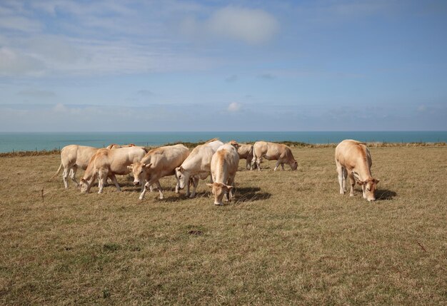 Photo des chevaux qui paissent dans un champ