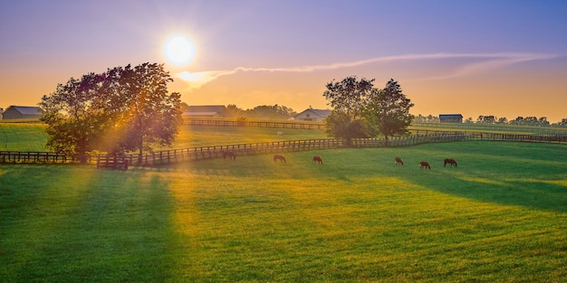 Des chevaux qui paissent sur la terre au coucher du soleil