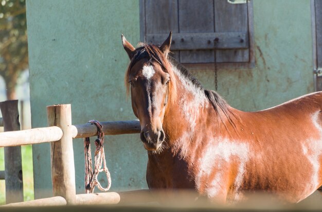 Chevaux de la race à la ferme