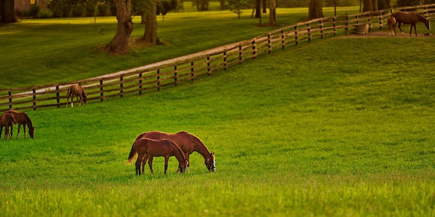 Photo des chevaux regardent dans un champ au coucher du soleil.