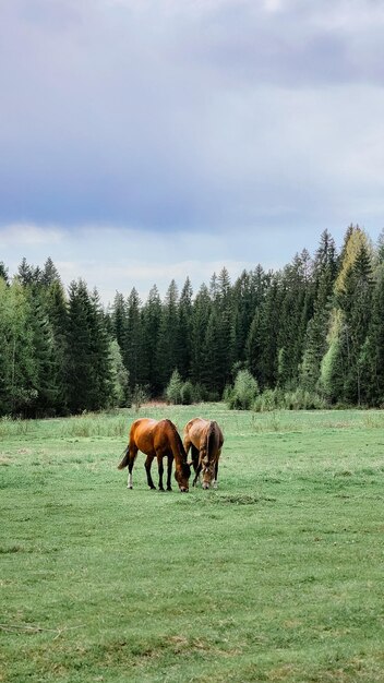 Chevaux rouges pur-sang broutant dans le champ à côté de la forêt belle photo verticale de paysage rural