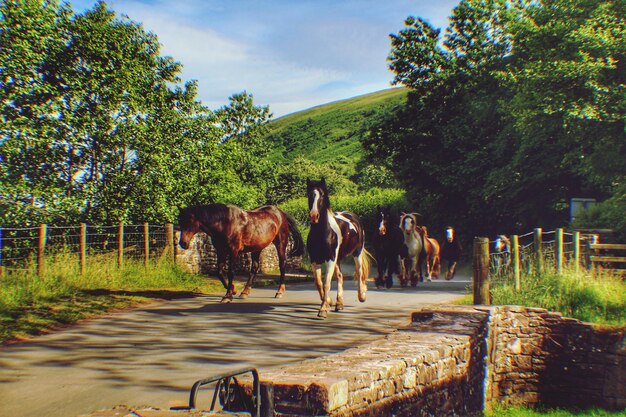 Des chevaux sur la route.