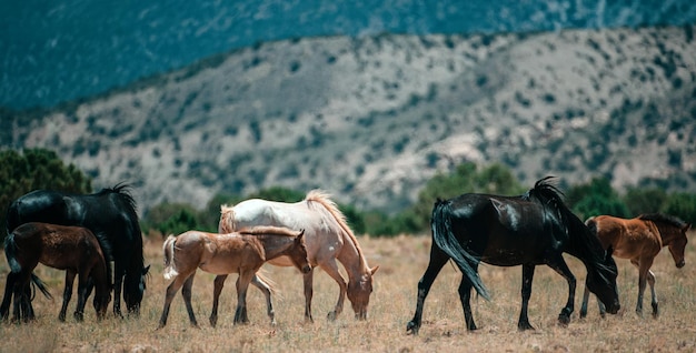 Chevaux sauvages aux chevaux de campagne dans les montagnes le cheval sauvage dans un champ poussiéreux les chevaux sauvages dans un amer