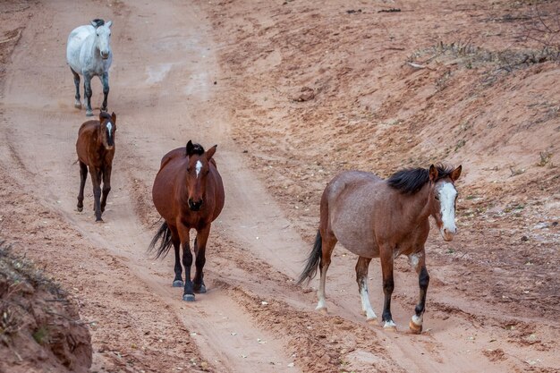 Chevaux sauvages Canyon de Chelly