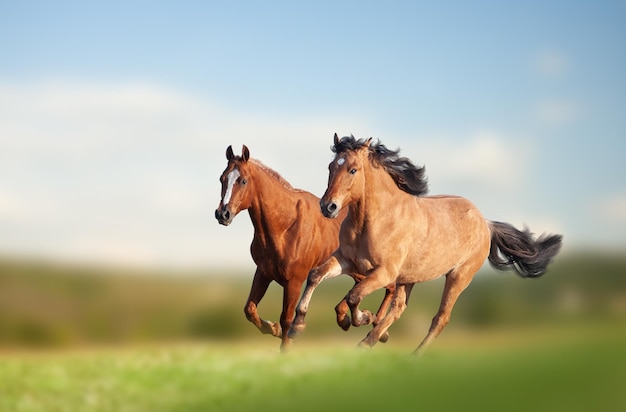 Photo chevaux sauvages courant dans le champ