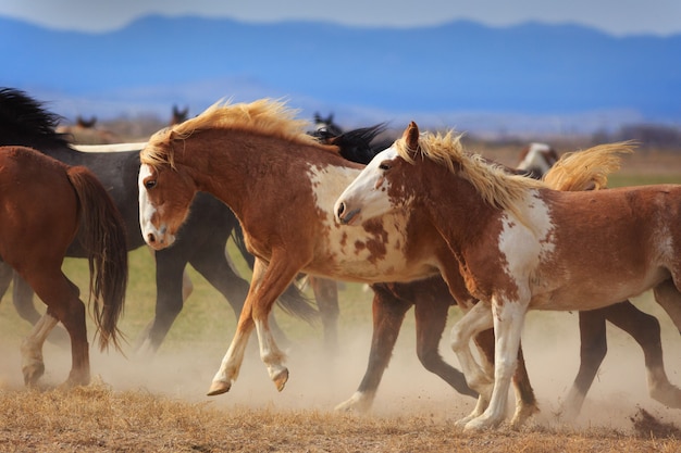 Chevaux sauvages en cours d'exécution