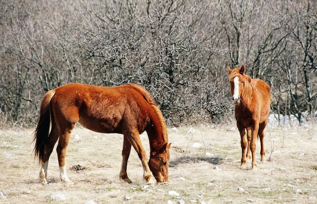 Chevaux sauvages dans la forêt d'automne