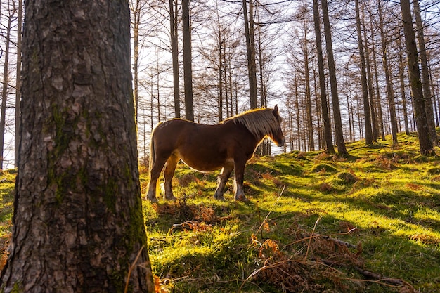 Chevaux sauvages gratuits dans la forêt d'Oianleku au lever du soleil dans la ville d'Oiartzun