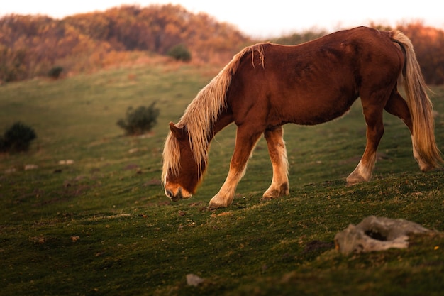 Photo chevaux sauvages mangeant de l'herbe au mont jaizkibel, pays basque.