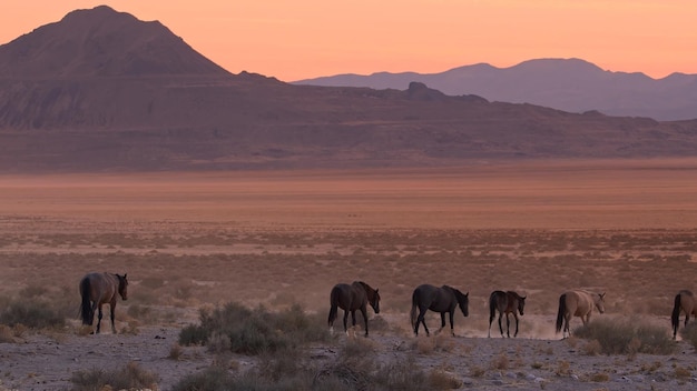 Des chevaux sauvages marchant en ligne l'un après l'autre dans le désert.