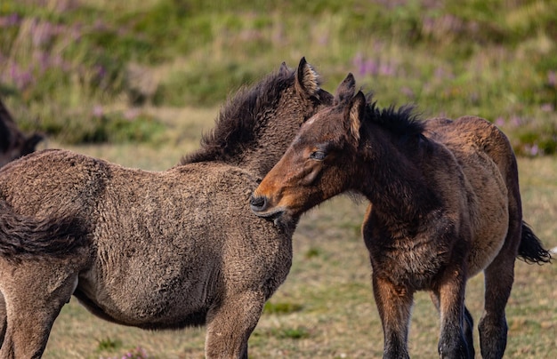 Chevaux sauvages sur la montagne avec brume et soleil