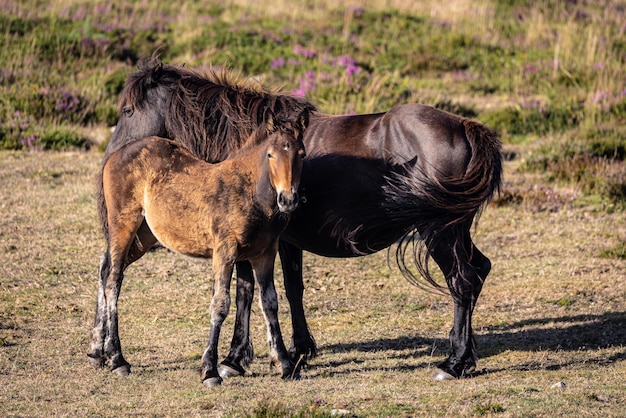 Chevaux sauvages sur la montagne avec brume et soleil