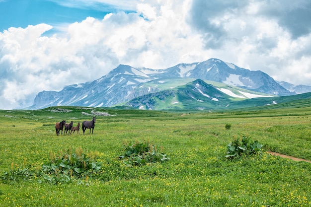 Chevaux Sauvages Paissant Dans La Vallée De La Montagne