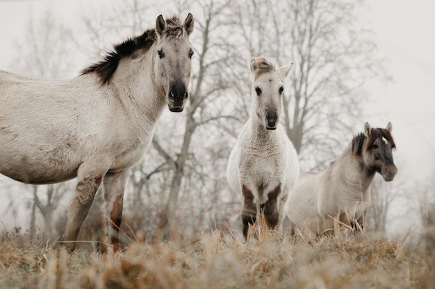 Les chevaux sauvages paissent dans les pâturages à l'automne