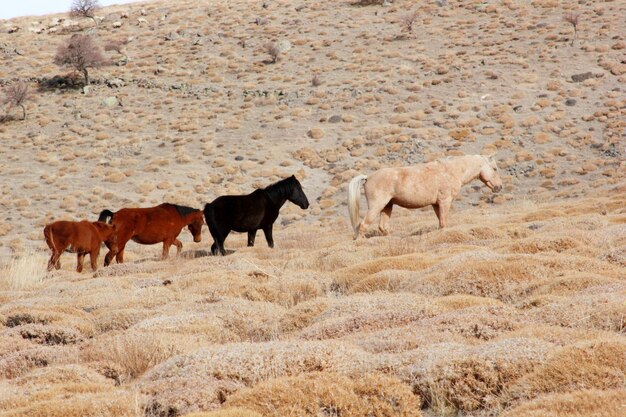 Les chevaux sauvages