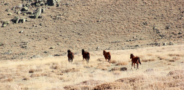 Les chevaux sauvages