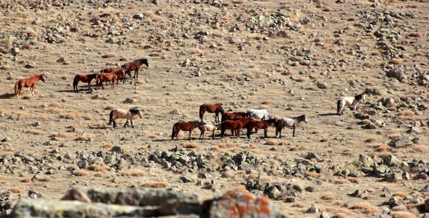 Les chevaux sauvages