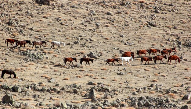 Les chevaux sauvages