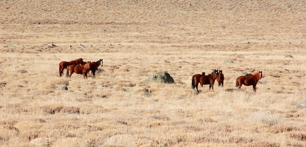 Les chevaux sauvages