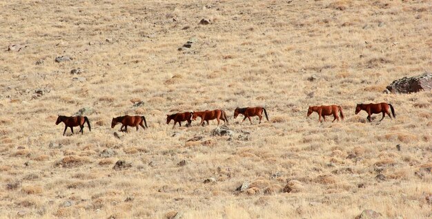 Les chevaux sauvages