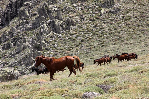 Les chevaux sauvages