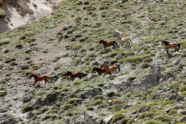 Les chevaux sauvages