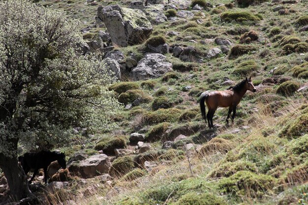 Les chevaux sauvages