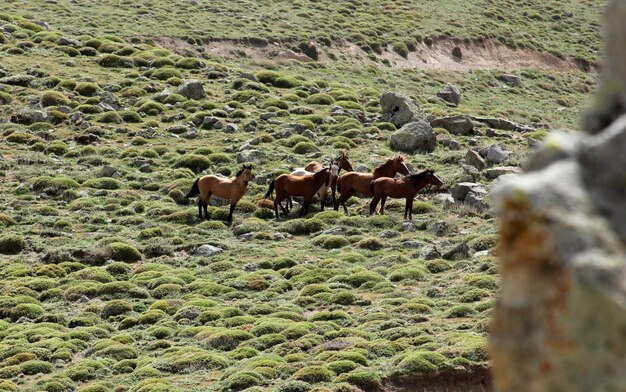 Les chevaux sauvages