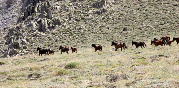 Les chevaux sauvages