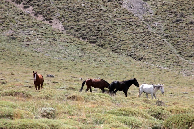 Les chevaux sauvages