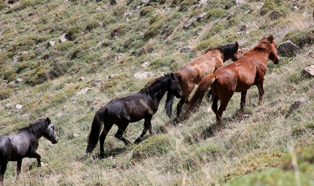 Les chevaux sauvages