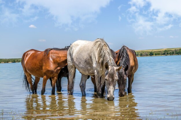 Les chevaux se tiennent dans la rivière à l'abri de la chaleur