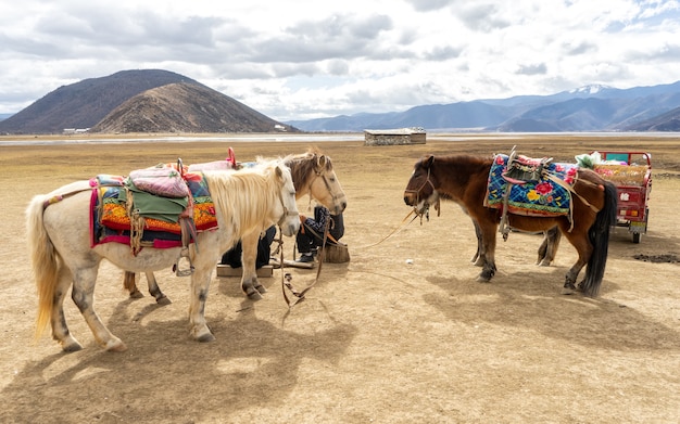 Chevaux à Shangri-La. Les plus beaux paysages ne peuvent être admirés sans chevaux.