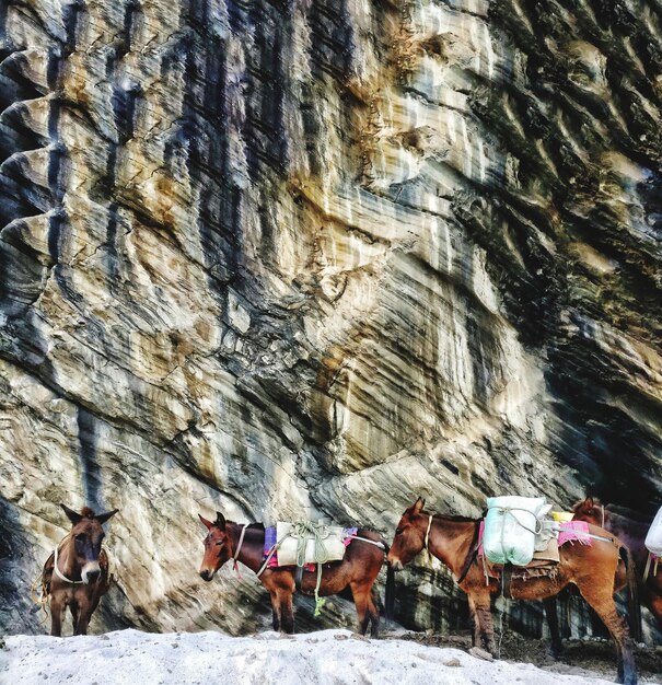 Photo des chevaux sur le sol.