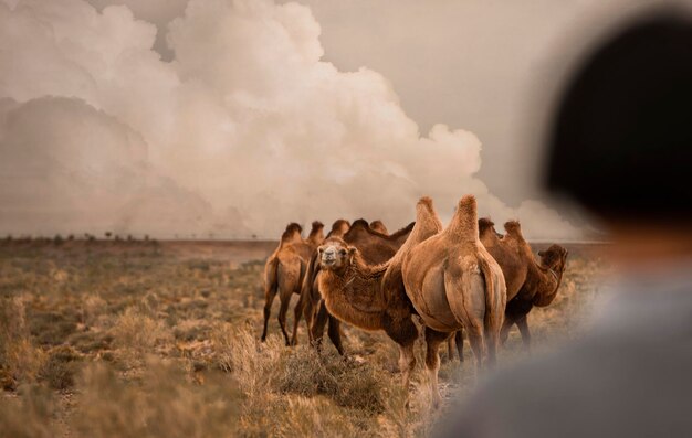 Photo les chevaux sur le terrain