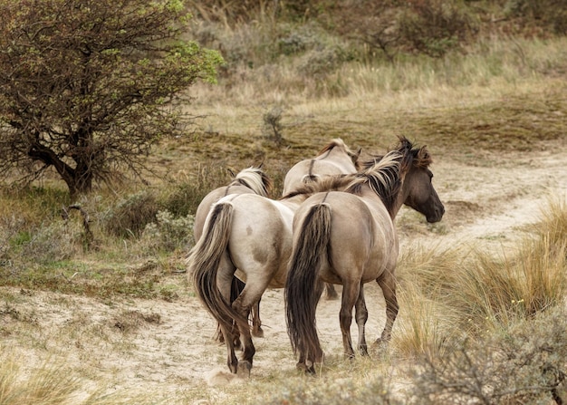 Photo les chevaux sur le terrain