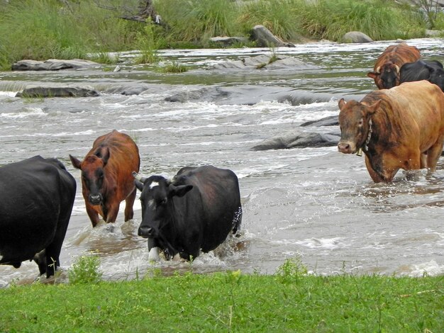 Photo les chevaux sur le terrain