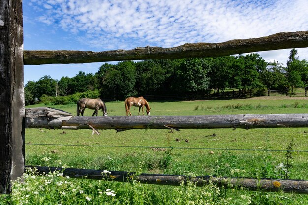 Photo des chevaux sur le terrain.